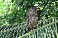 Ketupa zeylonensis