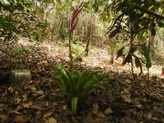 Tillandsia lucida