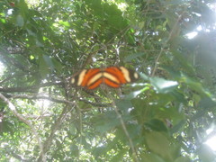 Heliconius