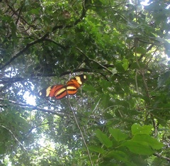 Heliconius