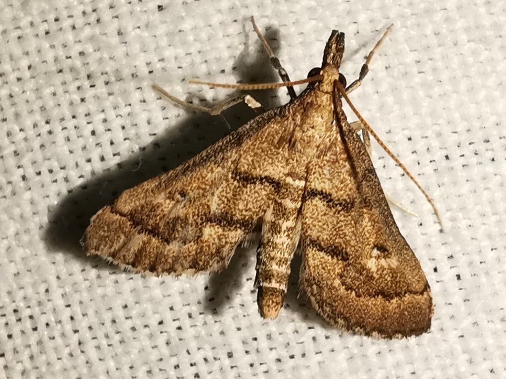 Metasia corsicalis