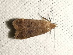 Anacampsis scintillella