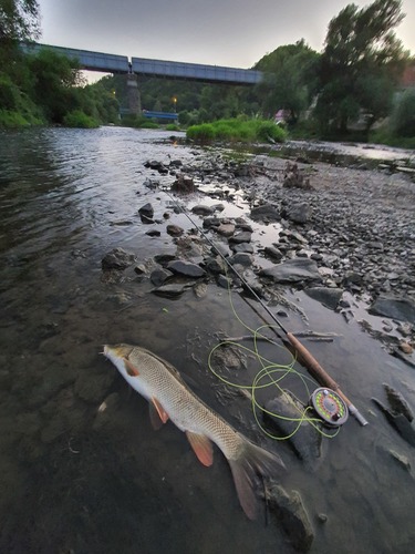 Barbel (Barbus barbus) — Cyprinidae — 4