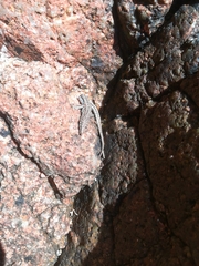 Podarcis carbonelli berlengensis