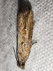 Bactra venosana