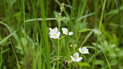 Sagittaria trifolia