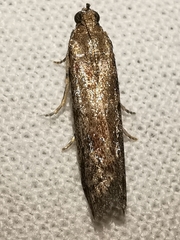 Bactra venosana