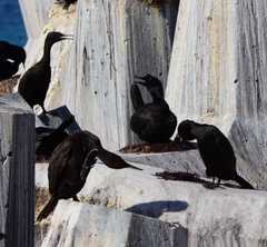 Phalacrocorax neglectus