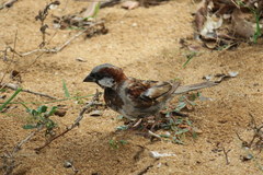 Passer domesticus indicus