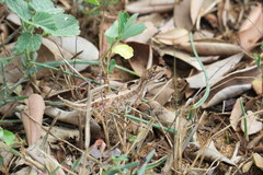 Sitana ponticeriana