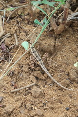Sitana ponticeriana