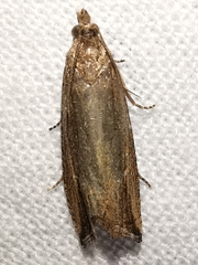 Bactra venosana