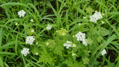 Cnidium monnieri