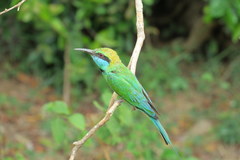 Merops cyanophrys