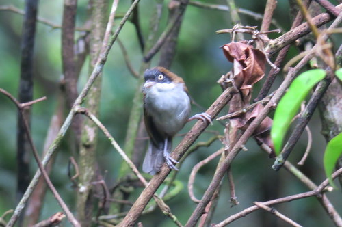 Dumetia atriceps
