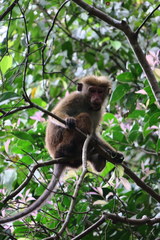 Macaca sinica