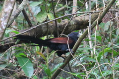 Centropus chlororhynchos