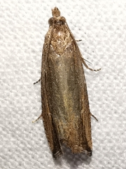 Bactra venosana