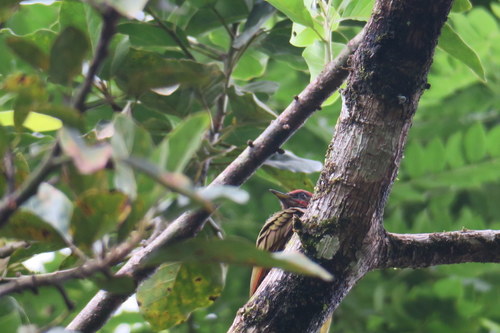 Picus chlorolophus