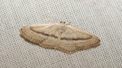 Idaea leipnitzi
