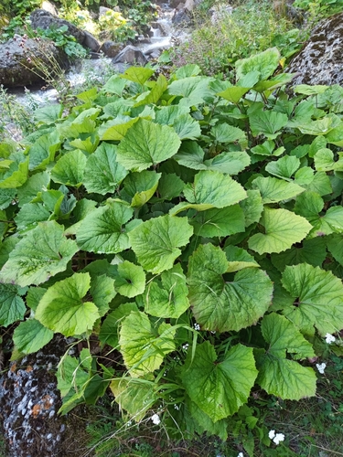 Petasites japonicus