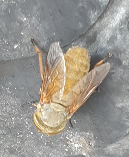 Golden Horsefly