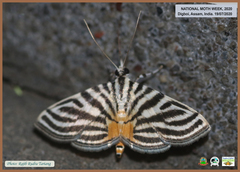 Dichocrocis rigidalis