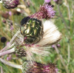 Protaetia cuprea