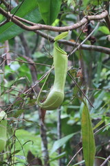 Nepenthes distillatoria