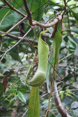 Nepenthes distillatoria