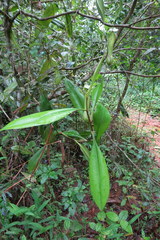Nepenthes distillatoria