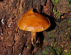 Galerina patagonica