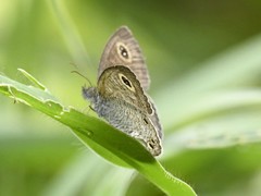 Ypthima huebneri