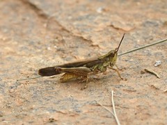 Acrididae