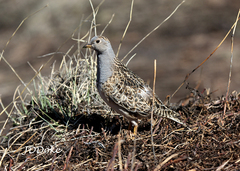 Thinocorus orbignyianus