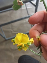 Crotalaria sphaerocarpa