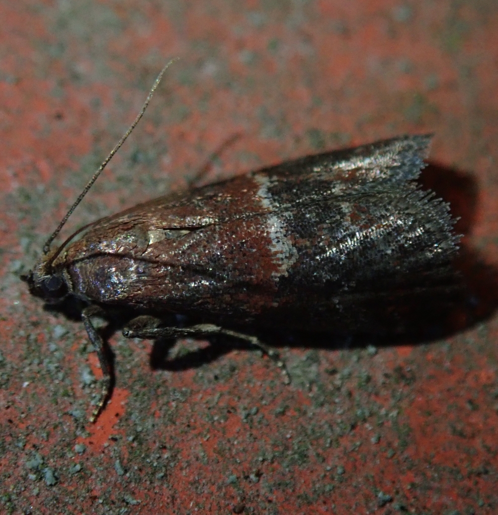Marbled Knot-horn