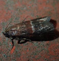 Acrobasis marmorea
