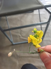 Crotalaria sphaerocarpa