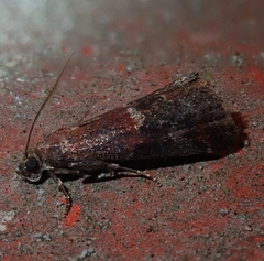 Acrobasis marmorea