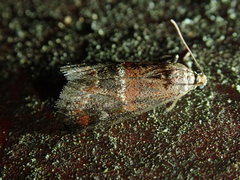 Acrobasis marmorea