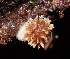 Psathyrella echinata