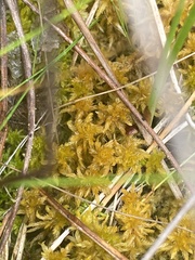 Sphagnum subsecundum