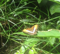 Adelpha cytherea