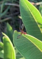 Tritoxa incurva