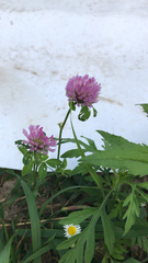 Trifolium pratense