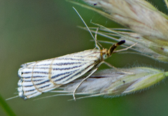 Chrysocrambus linetella