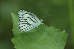 Appias libythea olferna