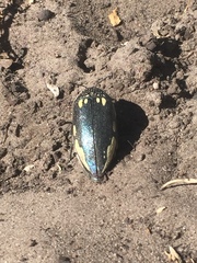 Sternocera orissa orissa