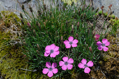 Dianthus pavonius